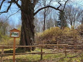 Forstthematischer Wanderweg am Ortsrand von Elbingerode