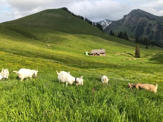 Grazing goats on Alp Meienberg