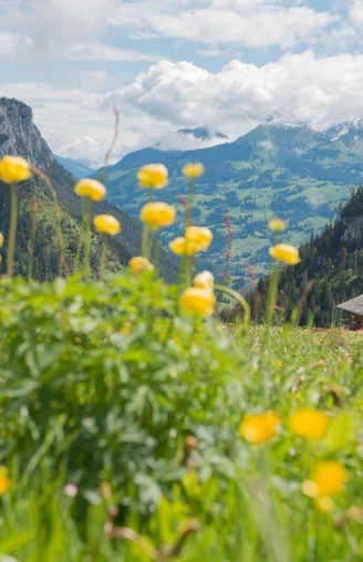 Menig forest with Niesen mountain range in the background