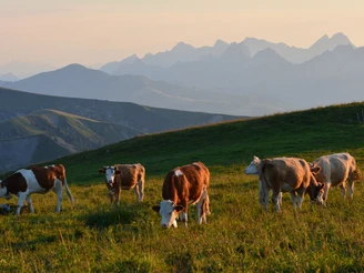 Grazing cows
