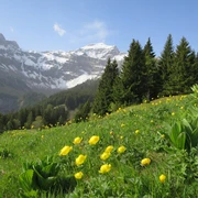 Blumenwiese