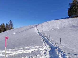 Schneeschuhtrail Springenboden: Pinke Wegweiser zeigen den Weg