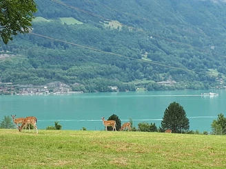 Au-dessus de Bönigen, vue sur le lac de Brienz