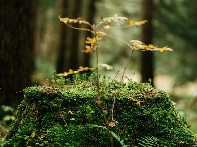 Auf den baumlosen Flächen des Nationalpark Harz, zeigt sich schon der zukünftige Wald.