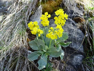 Blühende Aurikel