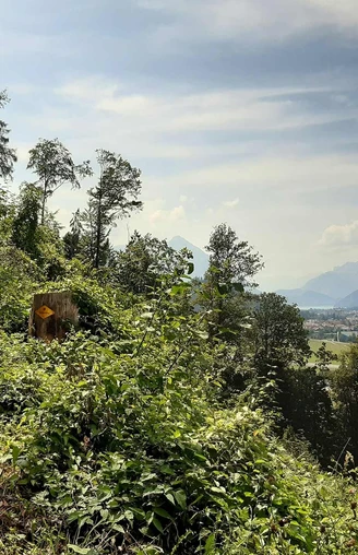 Chemin forestier au-dessus de Bönigen avec vue sur le Bödeli