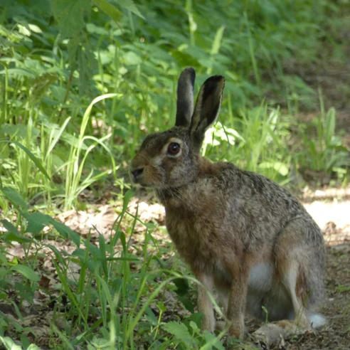 Tierische Begegnung im Ahlenmoor