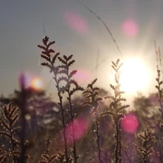 Sonnenaufgang über dem Ahlenmoor
