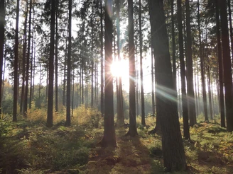 De Waldpad