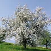 Blumenzier