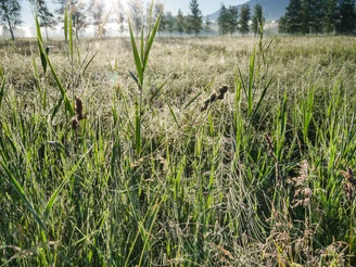 Kocheler Moos bei Gro+ƒweil - Simon Bauer