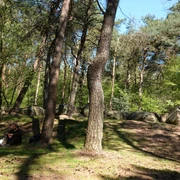 Großsteingrab im Großen Sande