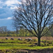 Leegmoor bei Surwold