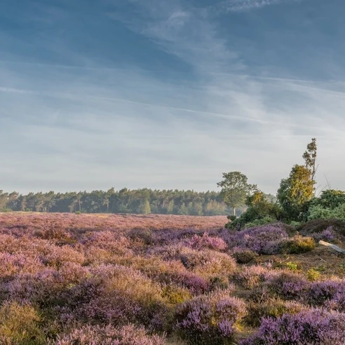 Wacholderhain Wachendorf