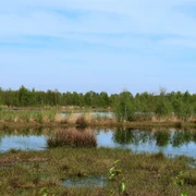 Provinzialmoor