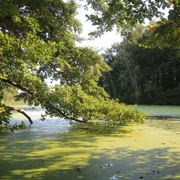 Emsaltwasser Nähe Mehringer Heide