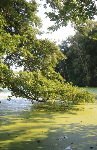 Emsaltwasser Nähe Mehringer Heide