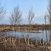 Hochmoorlandschaft Provinzialmoor