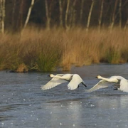 Zwergschwäne im Naturpark Bourtanger Moor - Veenland