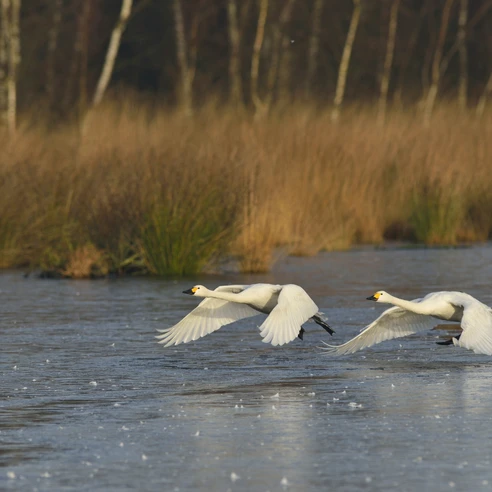 Zwergschwäne im Naturpark Bourtanger Moor - Veenland