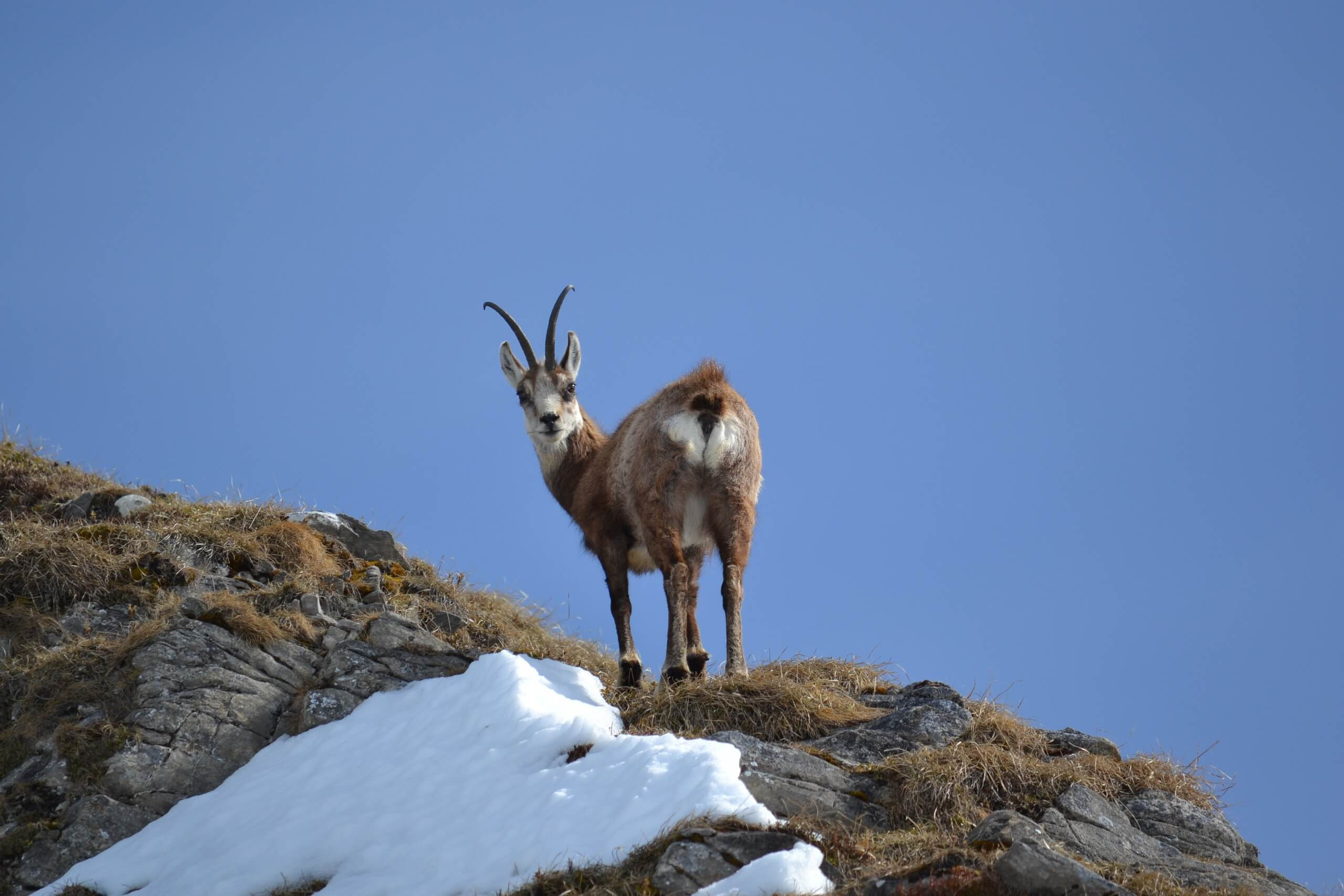 Wildlife in the Alps: Spotlight on the Chamois - Alpenwild