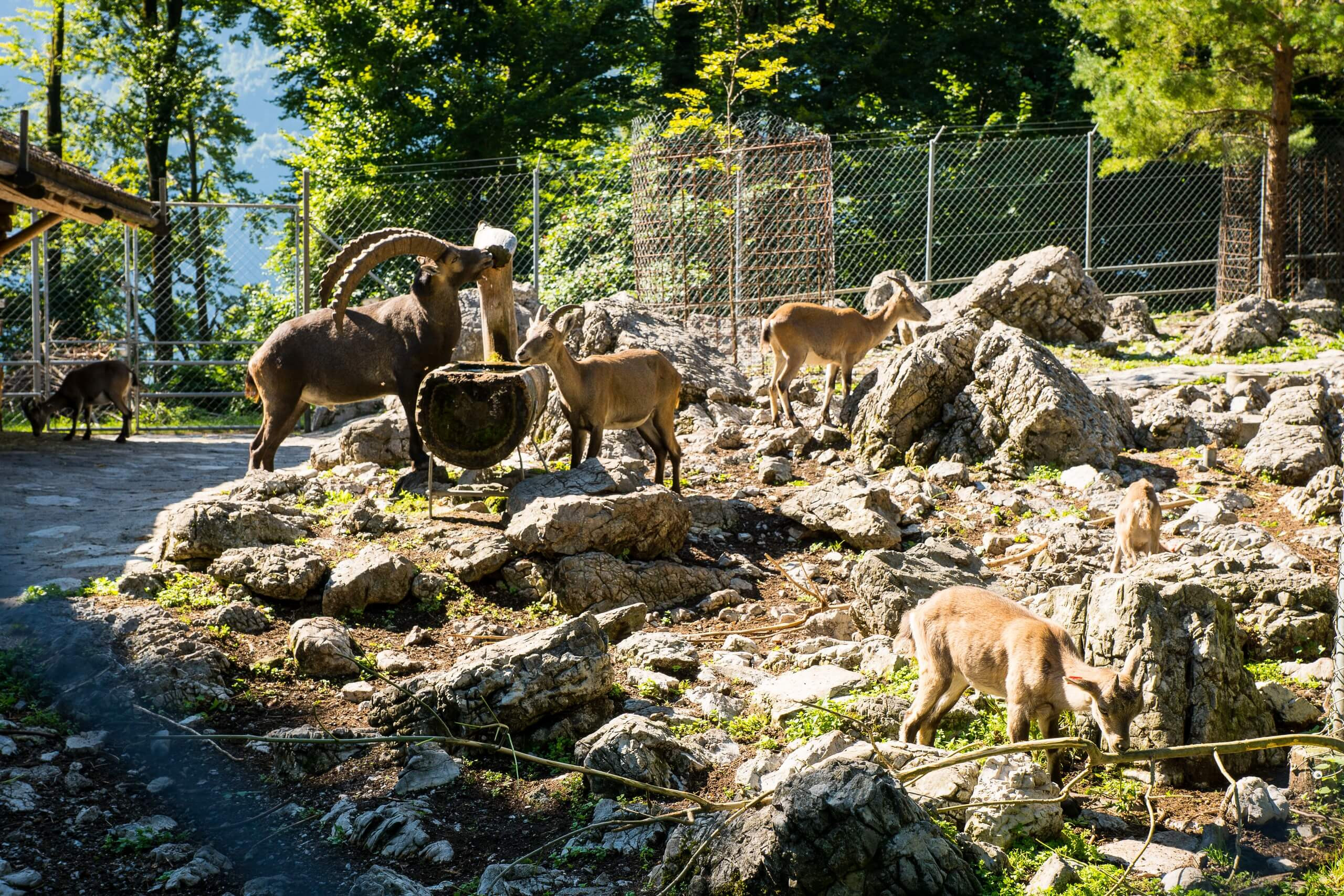Parc animalier de Brienz – La découverte de la faune
