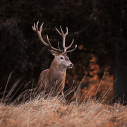 red-deer-4551678.jpg