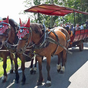 Horse-drawn carriage ride in Weggis