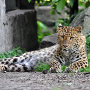 Der Chinesische Leopard des Zoo Stralsund