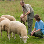 Schafzucht Verliehausen und Borgelts Schafladen - Schafe auf der Weide