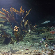 Aquarium im OZEANEUM Stralsund