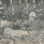 Aufschlagen von Kakaofrüchten, Bahia, Brasilen, um 1900 Photographie Sammlung Philipp Keller, Verkehrsarchiv, Verkehrshaus der Schweiz