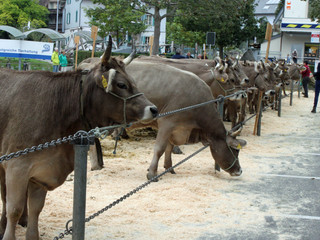 Livestock exhibition Autumn market