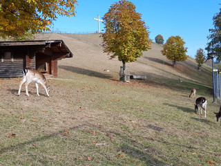 Hirschpark Willisau