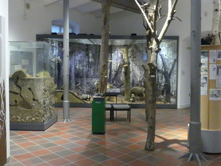 Naturkundemuseum - Innenansicht