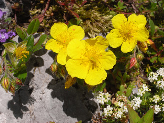 Gelbe Alpenblumen
