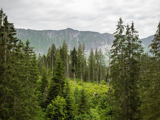 Der Brienzergrat, immergründe Wälder und Moore so weit das Auge reicht auf der Wanderung von Sörenberg nach Kemmeribodenbad.