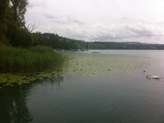 Der Hallwiler See