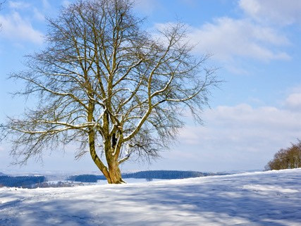 Wilkenroth bei Winter