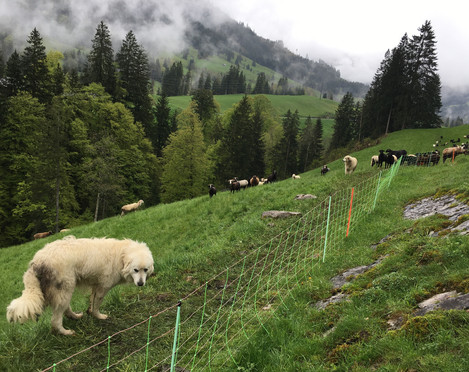 Kurs Herdenschutzhunde, Foto Luzerner Wanderwege (3)