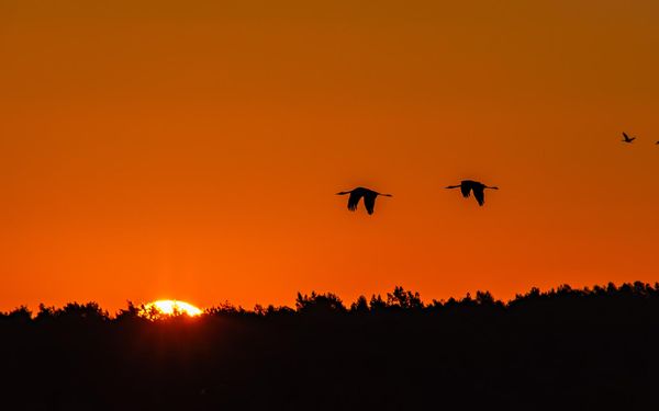 Zwei fliegende Kraniche im Sonnenuntergang