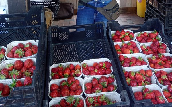 Erdbeerverkauf direkt ab Hof