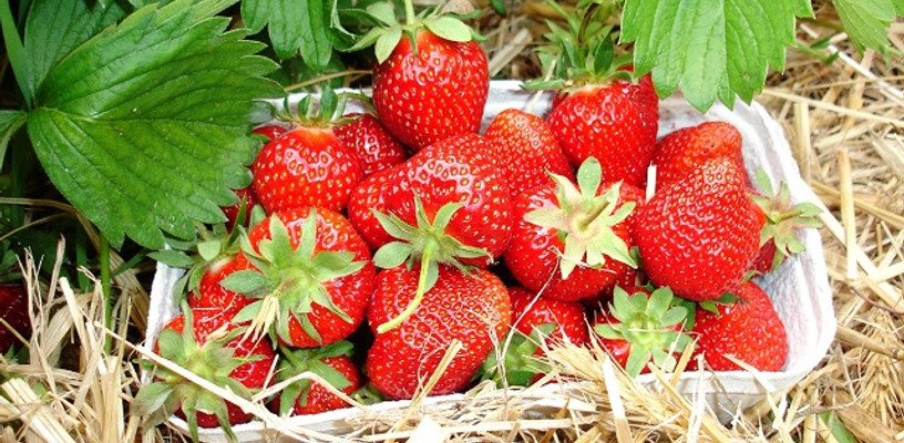 Frische Erdbeeren vom Feld © Gabriele Müller
