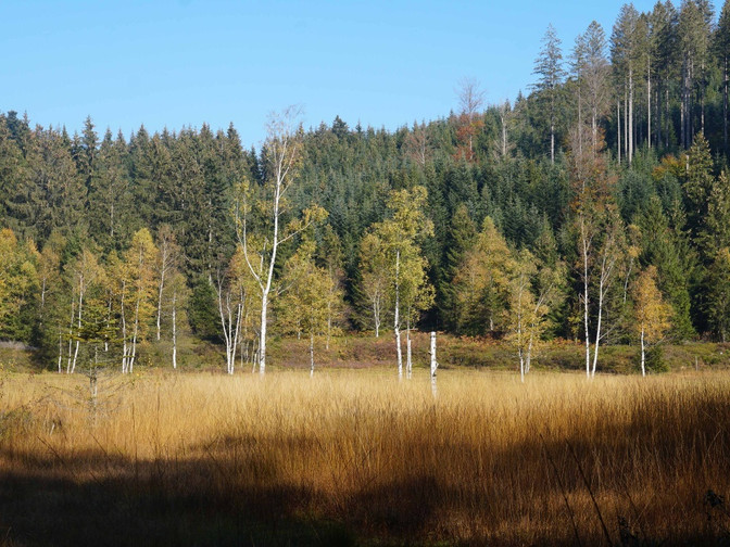 Herbstlich gefärbtes Hochmoor Enzenau