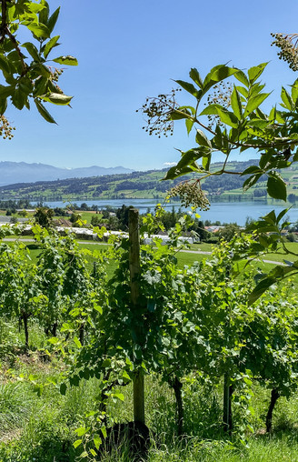 Weinregion Sempachersee