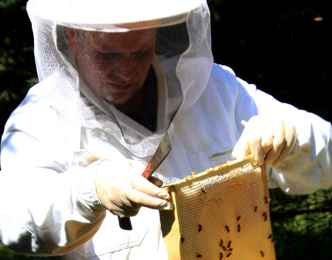 Imker Adrian Nötzel bei seinen Bienen