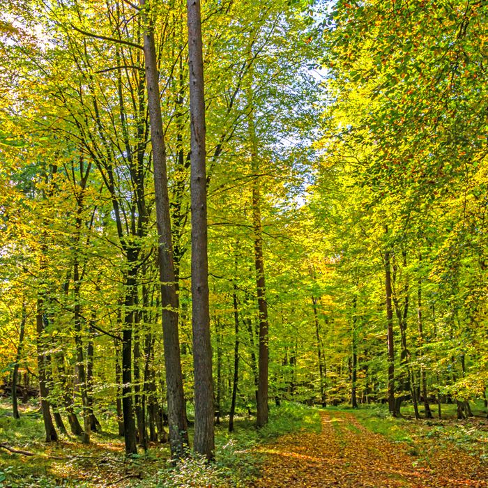 Der Eichholz bei Gnarrenburg, ein Wald zum Wohlfühlen