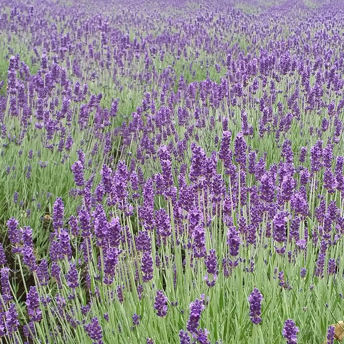 Das Lavendelfeld in Stapel gehört zur Kräuterroute