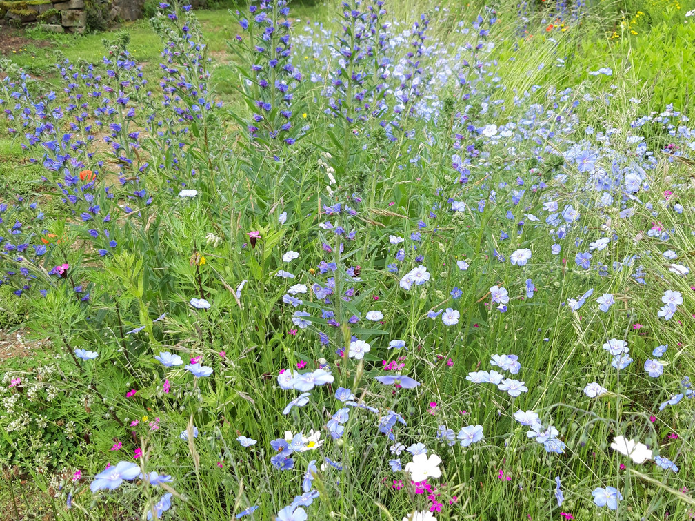 LÜB_Garten Larusch_bluehwiese mit insektenhotel.jpg
