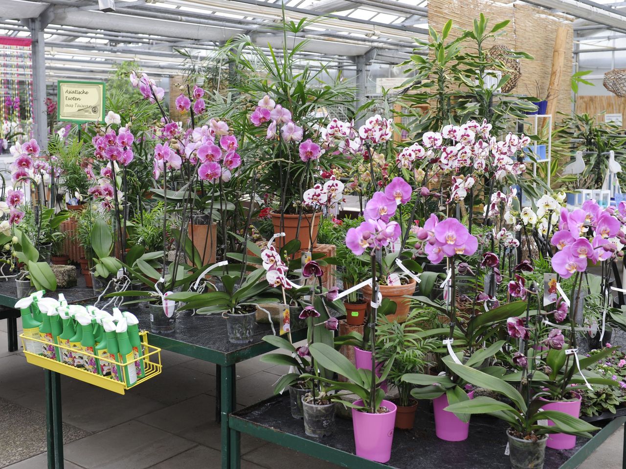 Bild vergrößern: Orchideen Zentrum Wichmann